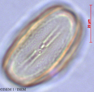 ISEM 1/Heliotropium_supinum_28884/Heliotropium_supinum_28884_0001(copy)_thumb.jpg